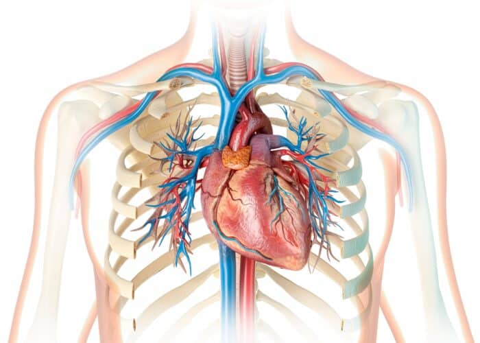 Anatomy of the circulatory system with details of the heart and veins and arteries. 