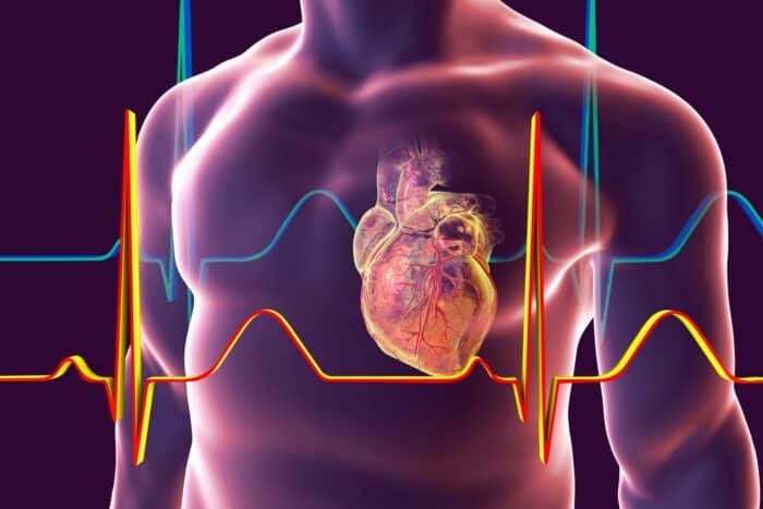 Human heart anatomy in for help with cpr and aed training